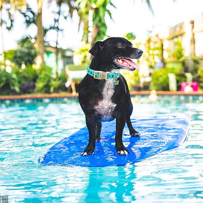 Lionheart glory Dog Collar Blue Sea Turtles Dogs Collar Spring Summer Cute Collars Dog Boy or Girl Soft Durable Adjustable Dog Collars for Small Dogs Pet Gift