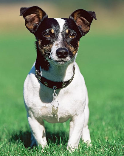 Dog Tag Clips Penta Angel 4Pcs Pet ID Name Tag Buckle Clips with 10Pcs Key Rings for Dog Cat Puppies Collars and Harnesses