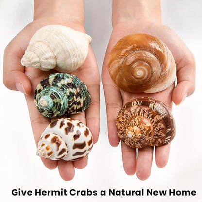 5PCS Medium and Large Hermit Crab Shells | Natural Sea Conch Size 2.2" - 3.4", Opening Size 1.5" - 2" | Turbo Seashells for Hermit Crab Supplies and Beach Decoration Medium Large Sea Shell