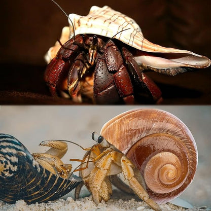 5PCS Extra Large Hermit Crab Shells | Natural Sea Conch Size 3" - 4.7", Opening Size 1.6" - 2.7" | Turbo Seashells for Hermit Crab Supplies and Beach Decoration Large Sea Shell