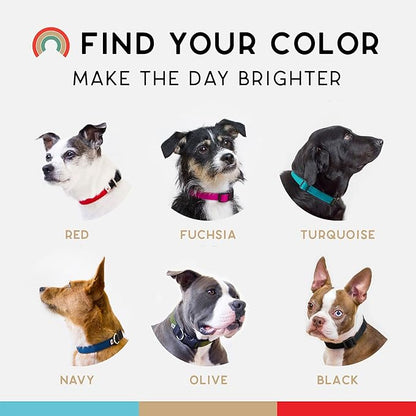 Dog Collar, Lightweight, Heavy Duty Dog Collar with Buckle, Fabric Pet Collar, Breathable & Adjustable Puppy Collar, Dog Collars for Small Dogs (Turquoise, Small - 8-12 Inch) - Wildebeest