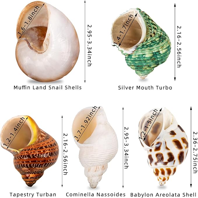 5PCS Medium and Large Hermit Crab Shells | Natural Sea Conch Size 2.2" - 3.4", Opening Size 1.5" - 2" | Turbo Seashells for Hermit Crab Supplies and Beach Decoration Medium Large Sea Shell