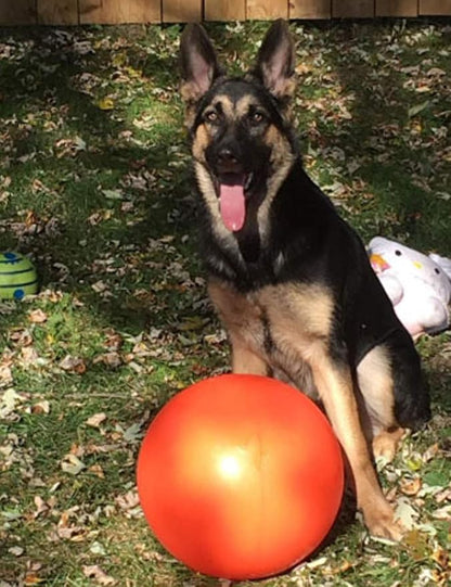 Doggie Dooley B00CIT99BC Virtually Indestructible Best Ball (hard plastic, colors may vary), All Breed Sizes , 14 inch