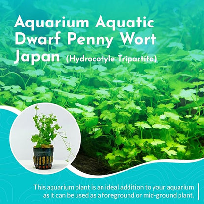 Dwarf Pennywort Japan (Hydrocotyle Tripartita) Potted - Versatile - Clover-Shaped Leaves - Mid-Ground Positioning - All Natural & Organic Aquatic Plant - Long Lasting & Easy to Care