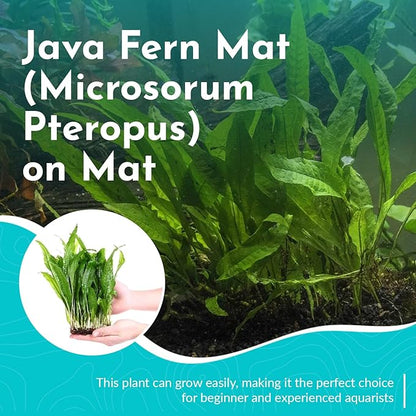 Live Java Fern Microsorum Pteropus on Mat Plant - Great for Modern Aquariums Provides Shelter to Baby Fish Fast Growth, Long Lasting & Easy Care Aquatic Plants Half Mat, Green