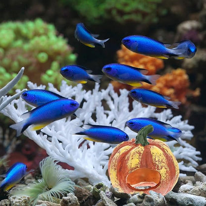 Fish and Shrimp Hideout House Terrarium Decor Betta Fish Cave Hideout Betta Toys Glass Animals Pumpkin Cave Halloween Decor Ornaments for Tanks Aquarium Resin Rock