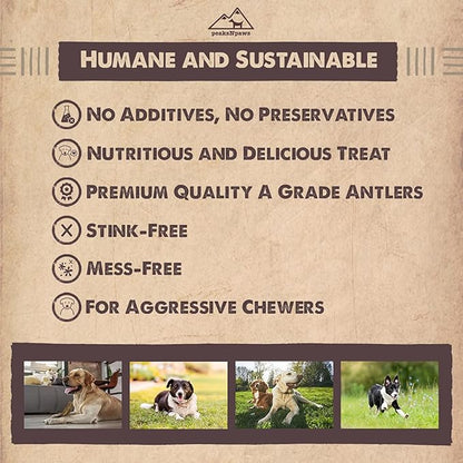 Premium Split Elk Antlers for Dogs, Dog Treats Large Breed, Made in USA, Natural Dog Chews for Aggressive Chewers, Long Lasting Pet Treat for Dogs Under 80 lbs, 2 Large/XL Antler Pack