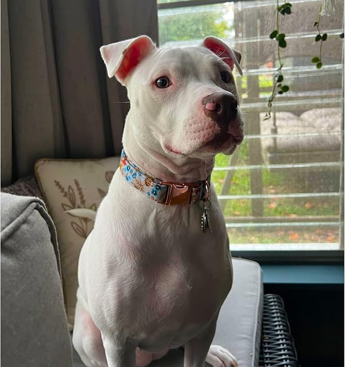 Lionheart glory Premium Dog Collars Fall Dog Collar, Heavy Duty Adjustable Dog Collar for Small Dogs Maple Leaf Dog Collar