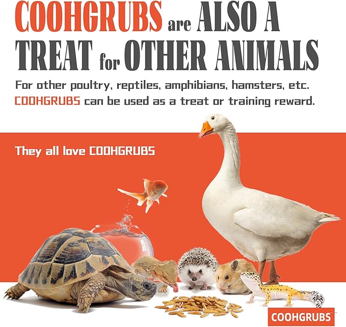 Dried Black Soldier Fly Larvae 2 lb – High Protein Chicken Feed with More Calcium Than Mealworms for Chickens, Birds, Reptiles & Small Pets