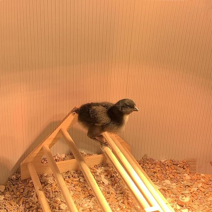 Chick Perch Chicken Coop Toys and Accessories,Chick Roosting Bar,Brooder for Baby Chicks,Strong Wooden Bird Perch. (Style 2, 14.4" x 10.7" x 6.7)
