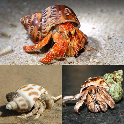 5PCS Medium and Large Hermit Crab Shells | Natural Sea Conch Size 2.2" - 3.4", Opening Size 1.5" - 2" | Turbo Seashells for Hermit Crab Supplies and Beach Decoration Medium Large Sea Shell