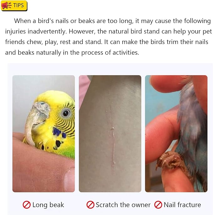 Bird Perch Stand Toy Natural Wood Parrot Perch Parakeet Cage Top Wooden Branches for Standing Toys for Small Medium Parrots Conure Budgie Lovebirds