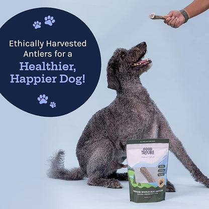 Good Trouble Pets Premium Elk Antlers for Medium Dogs - All-Natural, Shed Antler Chews for Dental Health & Calming - Durable Dog Bones for Aggressive Chewers - Cruelty-Free, North American Sourced