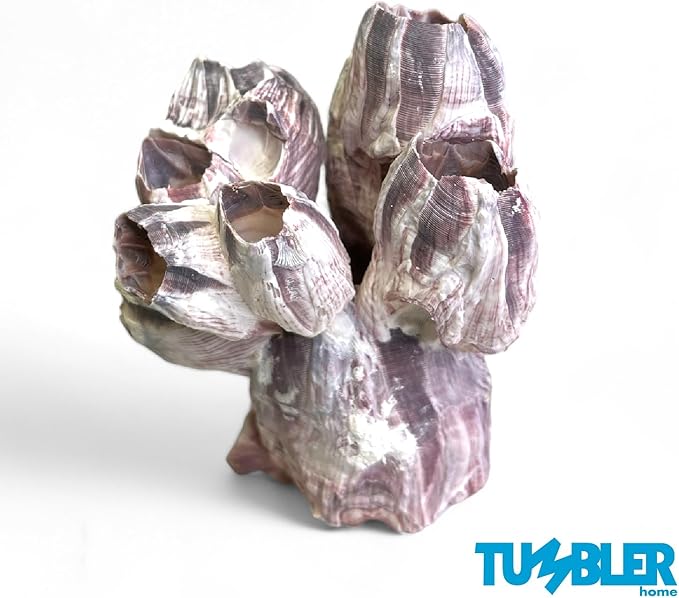 Tumbler Home Purple Barnacle Cluster for Aquarium Ornaments and Decor, Real Barnacles for Saltwater Aquariums, Fish Tank Decorations and Accessories, Coastal and Nautical Bathroom or Party Decoration