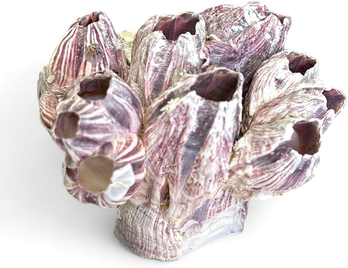 Tumbler Home Purple Barnacle Cluster for Aquarium Ornaments and Decor, Real Barnacles for Saltwater Aquariums, Fish Tank Decorations and Accessories, Coastal and Nautical Bathroom or Party Decoration