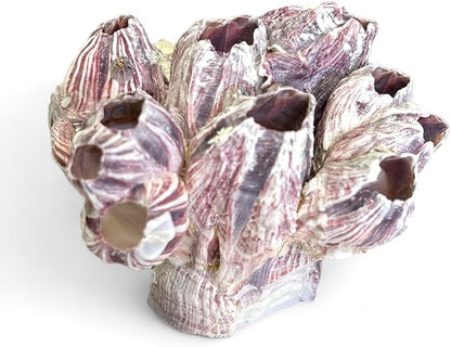 Tumbler Home Purple Barnacle Cluster for Aquarium Ornaments and Decor, Real Barnacles for Saltwater Aquariums, Fish Tank Decorations and Accessories, Coastal and Nautical Bathroom or Party Decoration