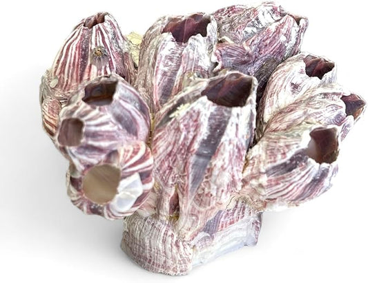 Tumbler Home Purple Barnacle Cluster for Aquarium Ornaments and Decor, Real Barnacles for Saltwater Aquariums, Fish Tank Decorations and Accessories, Coastal and Nautical Bathroom or Party Decoration