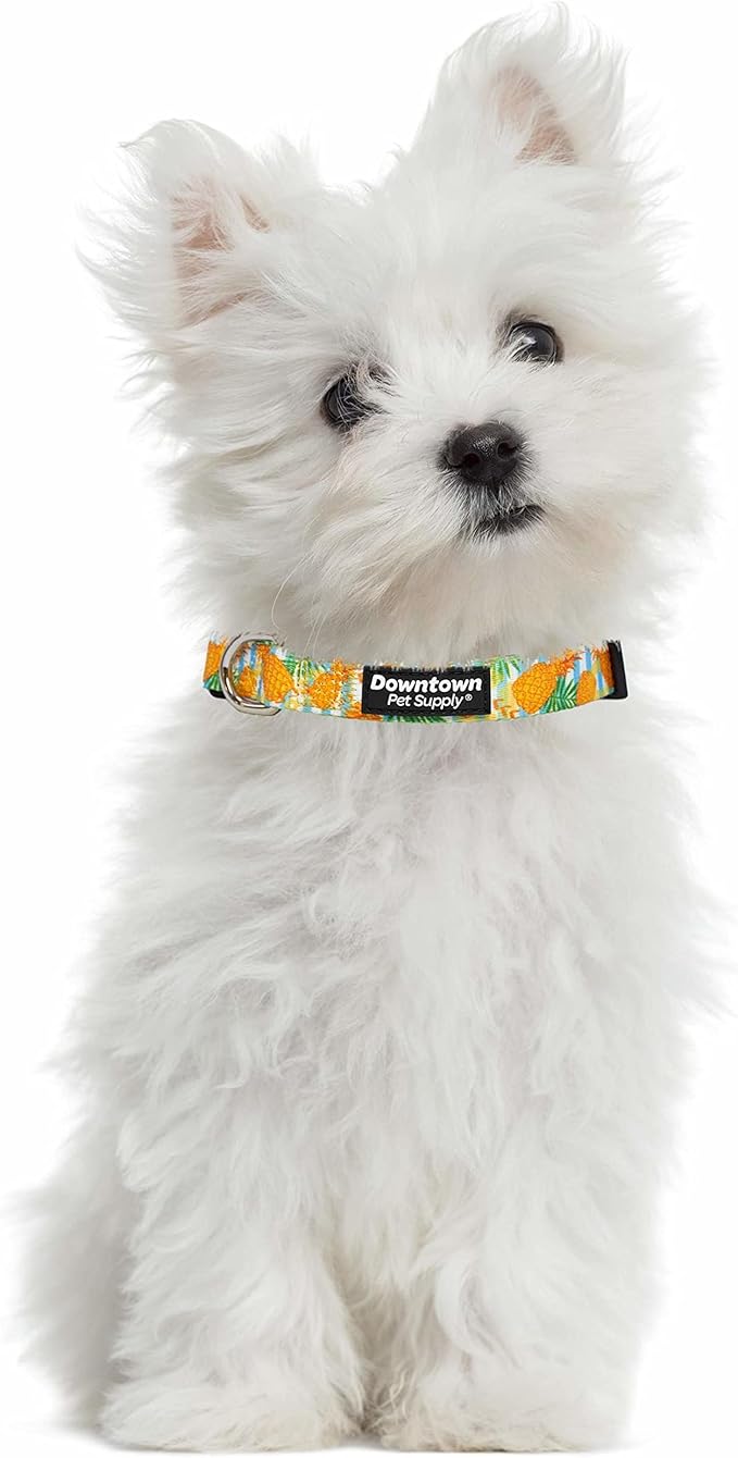 Downtown Pet Supply - Best, Cute & Fancy Dog Collar - Lightweight Adjustable Dog Collar with Quick Buckle & D-Ring - Hand Wash Safe - Pineapple - M - Medium Dog Collar