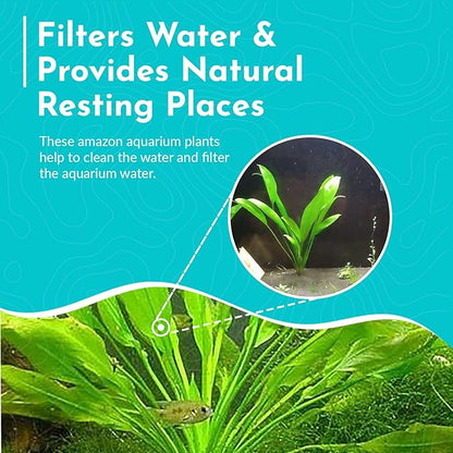 Live Aquarium Amazon Sword Echinodorus Bleheri Plant - Natural Cleaning Filter for Water - Long Lasting & Easy to Maintain Aquatic Plants - Suitable for Winter & Summer - in Pot