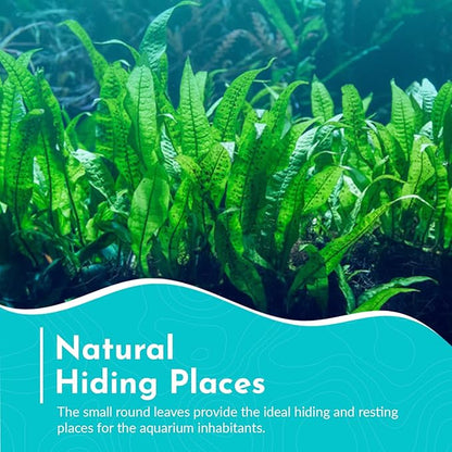 Live Java Fern Microsorum Pteropus on Mat Plant - Great for Modern Aquariums Provides Shelter to Baby Fish Fast Growth, Long Lasting & Easy Care Aquatic Plants Half Mat, Green