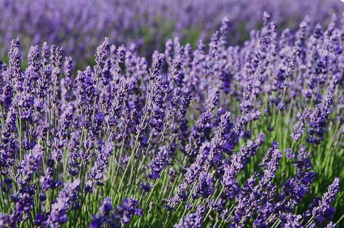 Doggiedale's Fur Freshener for Dogs Eliminates Pet Odor Vegan Formula 1oz