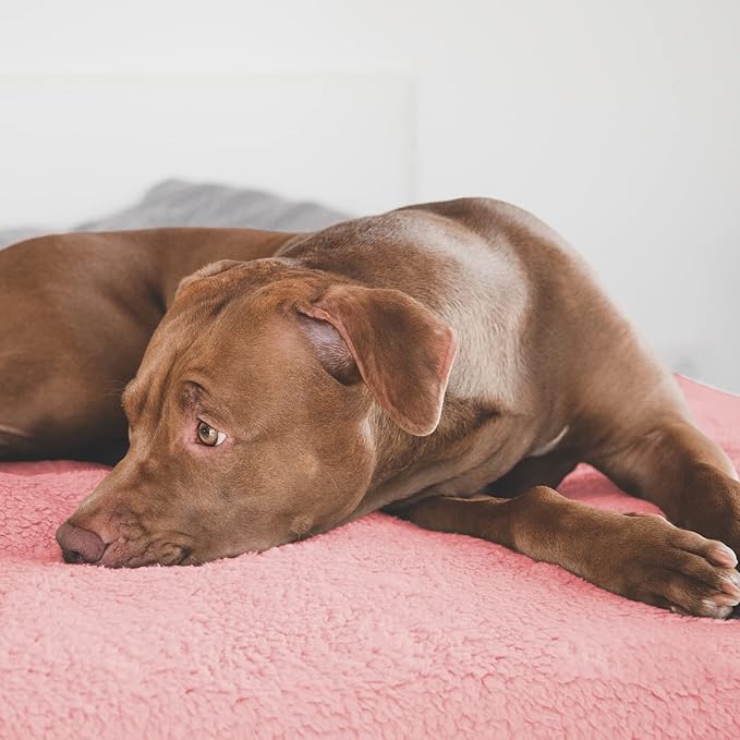 furrybaby Dog Blanket Soft Dog Blankets for Large Dogs Puppy Essentials Washable Fluffy Sherpa Fleece Cat Blanket 32x40 Inches for Bed Furniture Couch Sofa (Double-Layer Medium,Pink)