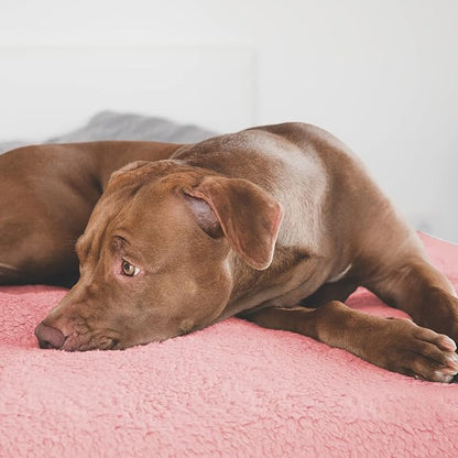 furrybaby Dog Blanket Soft Dog Blankets for Large Dogs Puppy Essentials Washable Fluffy Sherpa Fleece Cat Blanket 32x40 Inches for Bed Furniture Couch Sofa (Double-Layer Medium,Pink)