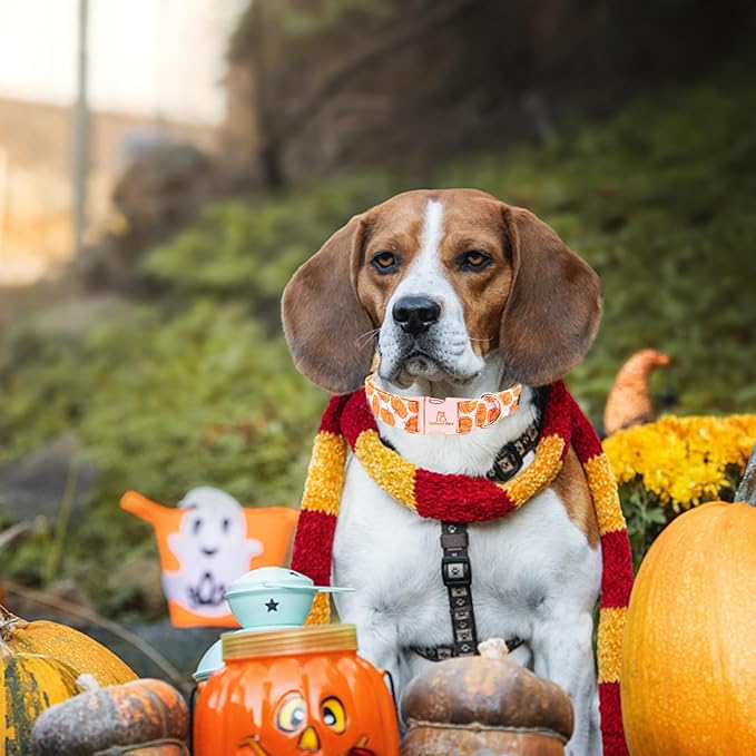 Lionheart glory Halloween Dog Collars Pumpkin Dog Collar Heavy Duty Adjustable Fall Dog Collar for Large Collar Dog Female or Male Dog Collar