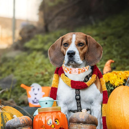 Lionheart glory Halloween Dog Collars Pumpkin Dog Collar Heavy Duty Adjustable Fall Dog Collar for Large Collar Dog Female or Male Dog Collar