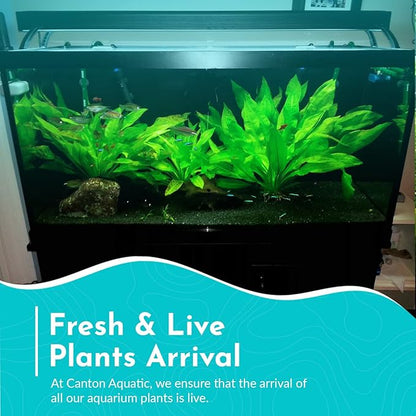 Live Aquarium Amazon Sword Echinodorus Bleheri Plant - Natural Cleaning Filter for Water - Long Lasting & Easy to Maintain Aquatic Plants - Suitable for Winter & Summer - in Pot