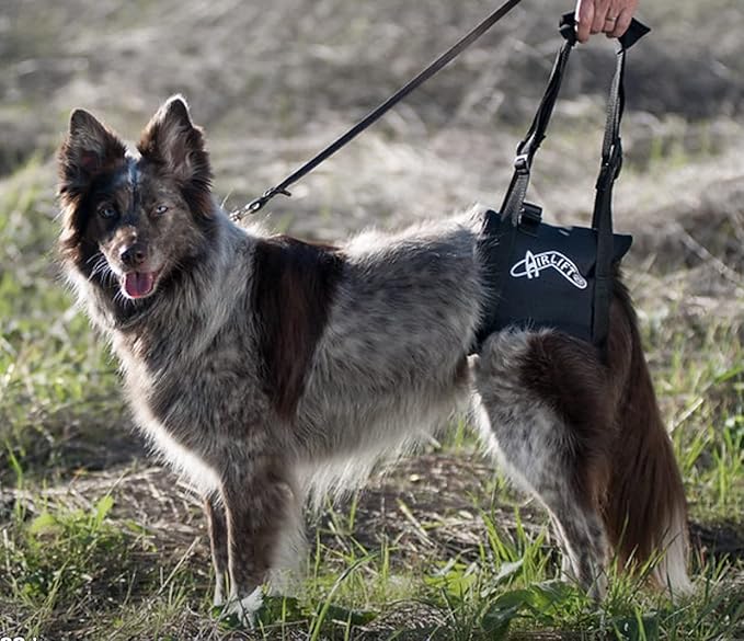 Airlift One Back end Support Harness, Lift, Mobility, Support for Dogs and Cats.Lifting Harness for Back Legs, Adjustable Hip Support Harness for Canine Aid Arthritis/Rehab (Black, XSmall 10"-15")