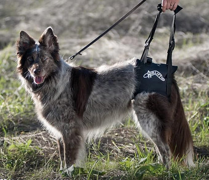 Airlift One Back end Support Harness, Lift, Mobility, Support for Dogs and Cats.Lifting Harness for Back Legs, Adjustable Hip Support Harness for Canine Aid Arthritis/Rehab (Black, XSmall 10"-15")