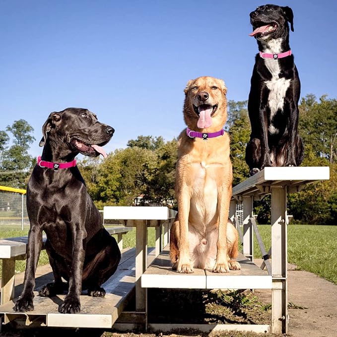 azuza 3 Pack Dog Collars Comfortable and Adjustable Nylon Dog Collars for Puppy Small Dogs, XS (8-12inch)ï¼_ink, Hot Pink and Purple