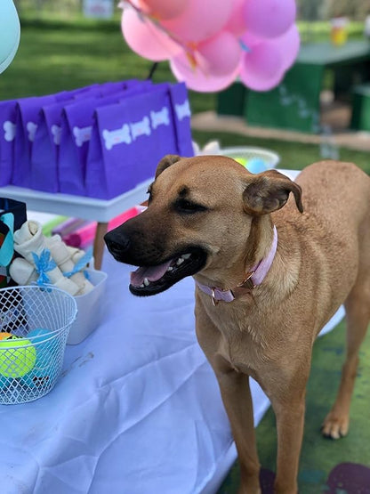 ARING PET Velvet Dog Collars with Bow tie, Bowtie Dog Collar, Cute Pink Collar for Girl and Boy Dogs,X-Large.