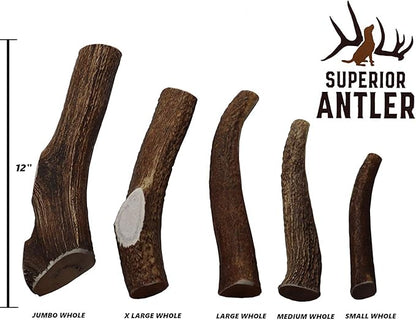 1-Medium Elk Antler _ingle Pack. All Natural Premium Grade A. Antler Chew. L=5-8 Naturally shed, Hand-Picked, and Made in The USA. NO Odor, NO Mess. Guaranteed Satisfaction. for Dogs 20-45 LBS