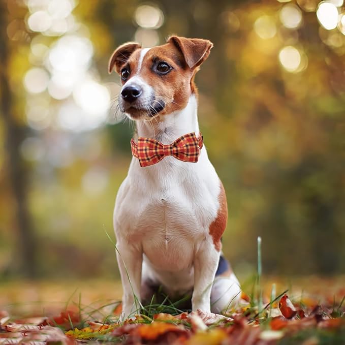 ARING PET Fall Dog Collar-Cotton Halloween Plaid Dog Collar with Bow, Adjustable Orange Autumn Bowtie Dog Collars Pet Necklace with Metal Buckle for Girl&Boy Dogs