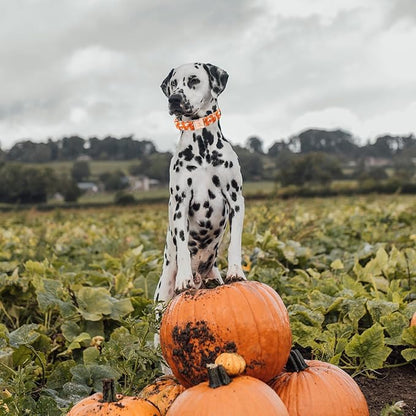 Lionheart glory Halloween Dog Collars, Fall Dog Collar Heavy Duty Adjustable Dog Collar for X-Small Puppy Collar Dog Female or Male Dog Collar