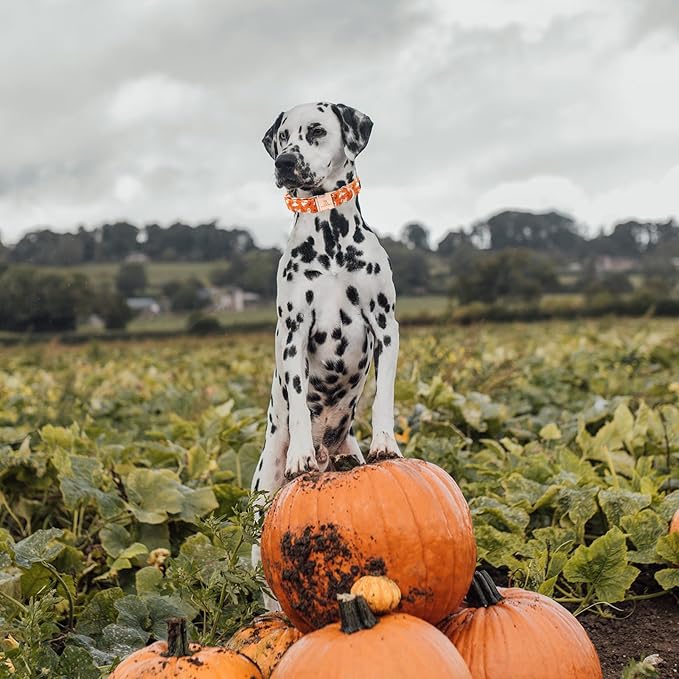 Lionheart glory Halloween Dog Collars, Fall Dog Collar Heavy Duty Adjustable Dog Collar for Large Collar Dog Female or Male Dog Collar
