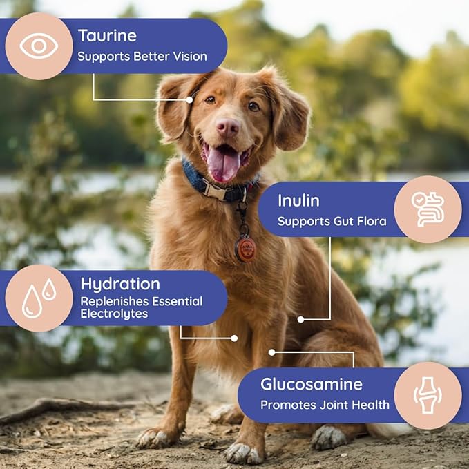 Petralyte Dog Electrolytes and Joint Supplement | Glucosamine, Chondroitin & MSM for Inflammation and Mobility Support | Electrolytes for Dogs with Prebiotics | Sample Pack | 8 Packets