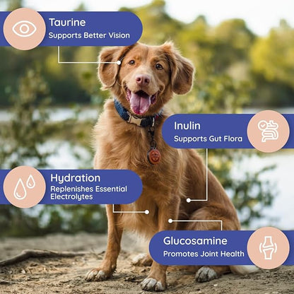 Petralyte Dog Electrolytes and Joint Supplement | Glucosamine, Chondroitin & MSM for Inflammation and Mobility Support | Electrolytes for Dogs with Prebiotics | Sample Pack | 8 Packets