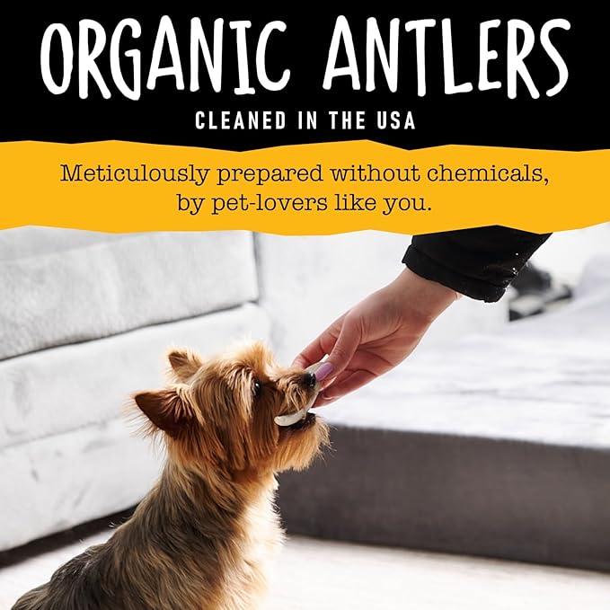 Snatchers Whole Elk Antlers for Mild to Aggressive Chewers  Durable, Naturally Shed Antlers for Dogs Processed in the USA with No Additives  Vitamin-Rich Dog Treats for Fun & Health (Medium 1 Count)