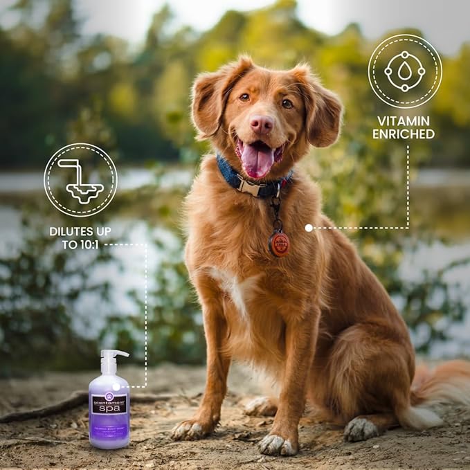 Best Shot Scentament Spa Calming Body Wash, Lavender Aloe, 16 oz