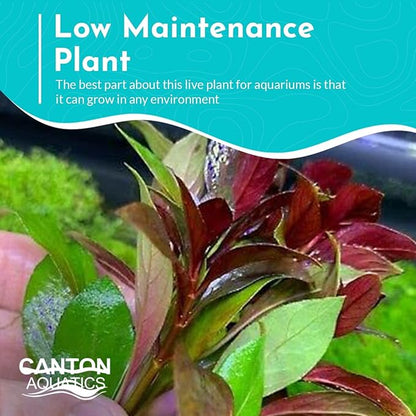 Live Aquarium Ludwigia Repens Plants - Great Background for Fish Long Lasting & Easy to Maintain Suitable Summer Winter Natural Oxygenator Pot ,Light/Medium Green; Striking Dark Red