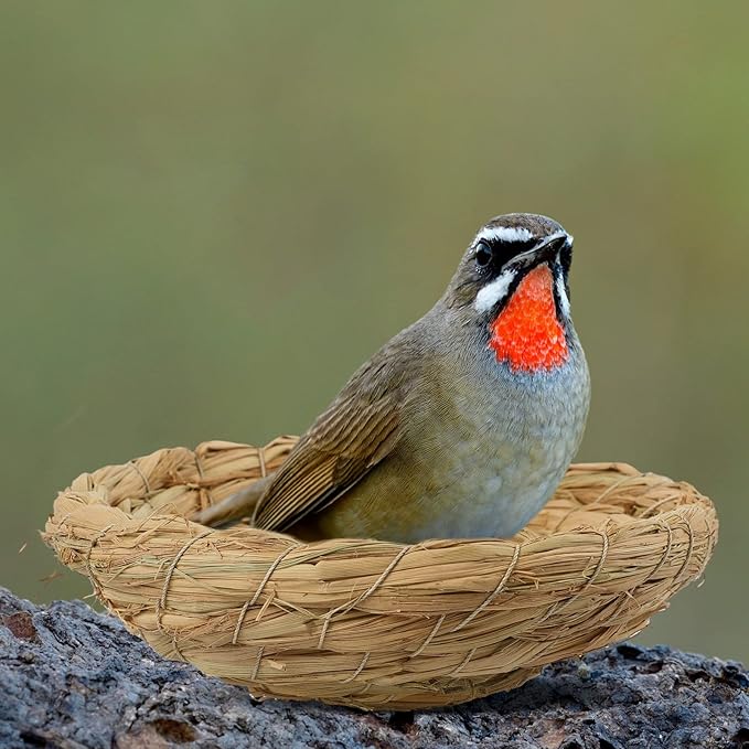 Patelai 4 Pcs Bird Nest Handmade Woven Flat Base Dove Bird House Breeding Nest Small Animal Cage Accessories for Pigeon Parrot Budgie Parakeet Cockatiel Hamster Gerbil Pig(3.54-4.72 Inch)