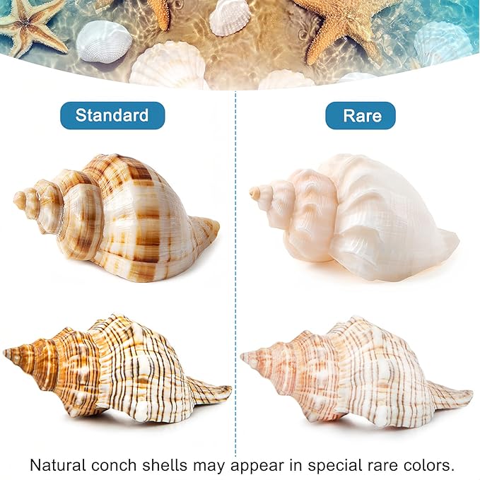 5PCS Extra Large Hermit Crab Shells | Natural Sea Conch Size 3" - 4.7", Opening Size 1.6" - 2.7" | Turbo Seashells for Hermit Crab Supplies and Beach Decoration Large Sea Shell