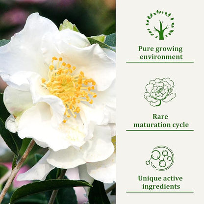 Dog Shampoo and Conditioner for Allergies & Itching -Natural Camellia Oil Pet Shampoo for Sensitive Skin, Deshedding, Smooth Coat for Smelly Dogs,|Brightening Luster | 16 oz