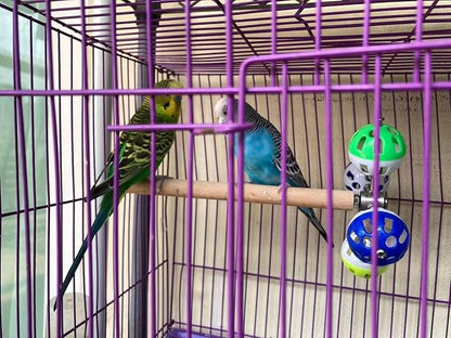 Bird Perch Toy with Rotating Balls, Parrot Stand, Spinning Perch Toy for Parakeets, Budgies, Cockatiels, Budgerigars, Conures, Parrotlets