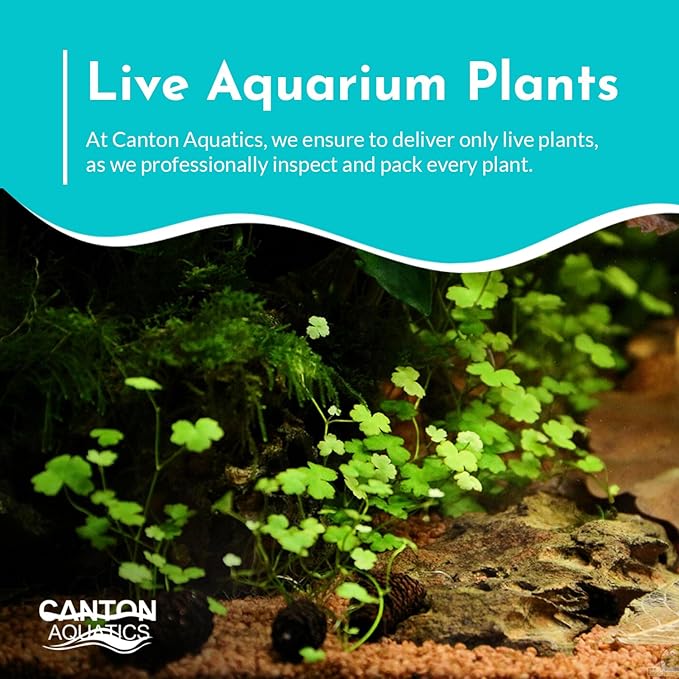 Dwarf Pennywort Japan (Hydrocotyle Tripartita) Potted - Versatile - Clover-Shaped Leaves - Mid-Ground Positioning - All Natural & Organic Aquatic Plant - Long Lasting & Easy to Care