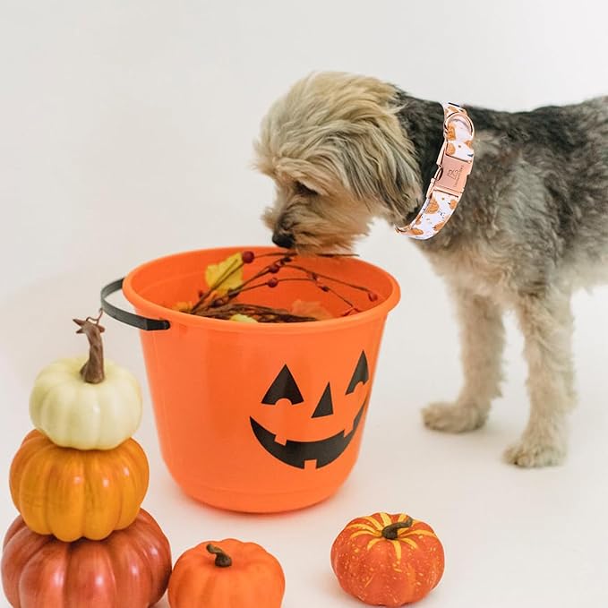 Lionheart glory Dog Collar Halloween Collar Dog Fall Dog Collars, Adjustable Heavy Duty Dog Collar for X-Small Dogs Pumpkin Collar Dog