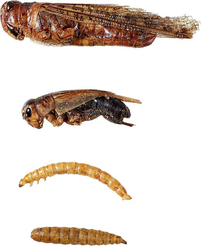 Dried Insect Trail Mix for Chickens - High Protein 42% & Calcium 1.1% for Egg Laying - Natural Treat for Birds, Reptiles, Ducks, Hedgehogs - 1 Lbs Resealable Bag